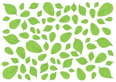 Beyaz arkaplandaki birçok taze yeşil yaprak ve desen