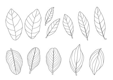 Çizgi tek yaprak ve yaprak deseni siyah beyaz arkaplan illüstrasyon vektörünü renklendirmek için getirir