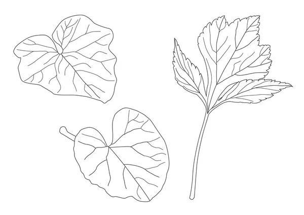 叶线单叶和叶型黑色带色彩装饰白色背景图矢量 — 图库照片