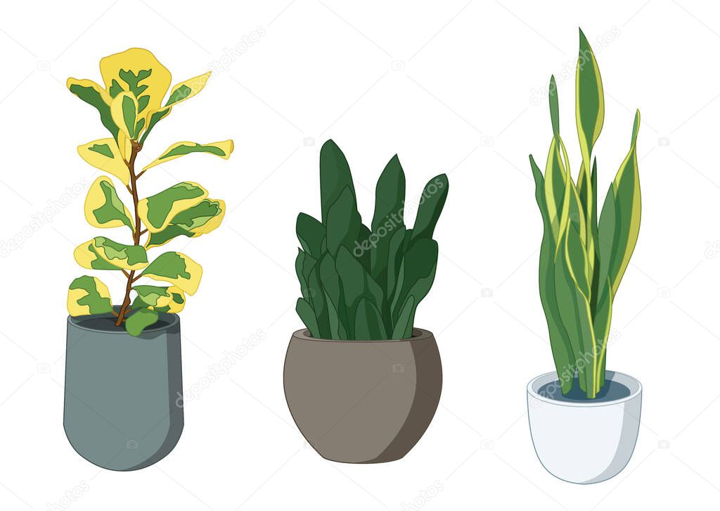 Green leaves trees in pots fresh on white background illustration vector