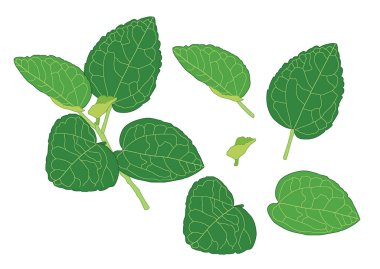 Yeşil, beyaz arkaplan illüstrasyon vektörü üzerinde izole edilmiş taze soyut bırakır