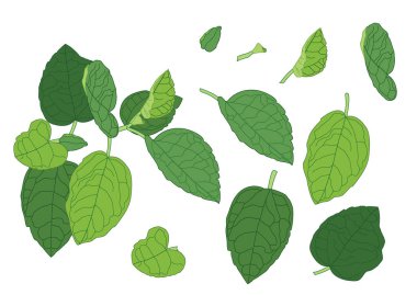 Yeşil, beyaz arkaplan illüstrasyon vektörü üzerinde izole edilmiş taze soyut bırakır