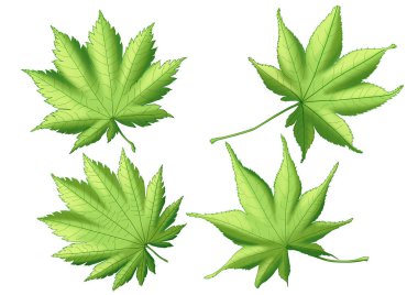 Yeşil yapraklar beyaz arkaplan resimlerinde taze bir buket.