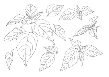 Çizgi tek yaprak ve yaprak deseni siyah beyaz arkaplan illüstrasyon vektörünü renklendirmek için getirir