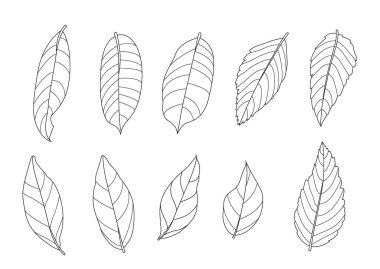 Çizgi tek yaprak ve yaprak deseni siyah beyaz arkaplan illüstrasyon vektörünü renklendirmek için getirir