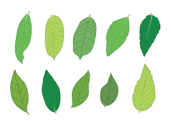 緑の葉の新鮮な抽象的な白の背景イラストベクトル — ストック写真