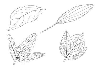Çizgi tek yaprak ve yaprak deseni siyah beyaz arkaplan illüstrasyon vektörünü renklendirmek için getirir