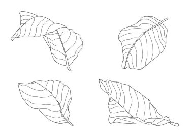 Beyaz arkaplan illüstrasyon vektöründe iskelet yaprakları kuru.