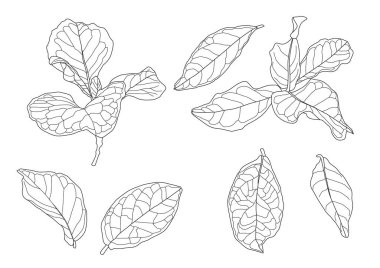 Çizgi tek yaprak ve yaprak deseni siyah beyaz arkaplan illüstrasyon vektörünü renklendirmek için getirir