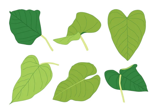 Folhas Verdes Fresco Abstrato Isolado Fundo Branco Ilustração Vetor — Fotografia de Stock