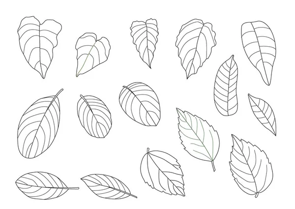 Leaves Line Single Leaf Leaf Pattern Black Bring Color Decorate — Stock Photo, Image