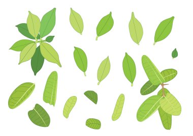 Yeşil, beyaz arkaplan illüstrasyon vektörü üzerinde izole edilmiş taze soyut bırakır