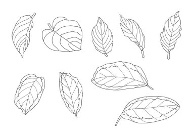 Çizgi tek yaprak ve yaprak deseni siyah beyaz arkaplan illüstrasyon vektörünü renklendirmek için getirir