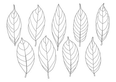 Çizgi tek yaprak ve yaprak deseni siyah beyaz arkaplan illüstrasyon vektörünü renklendirmek için getirir