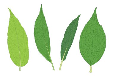 Yeşil, beyaz arkaplan illüstrasyon vektörü üzerinde izole edilmiş taze soyut bırakır