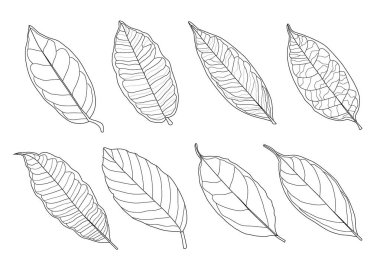 Çizgi tek yaprak ve yaprak deseni siyah beyaz arkaplan illüstrasyon vektörünü renklendirmek için getirir
