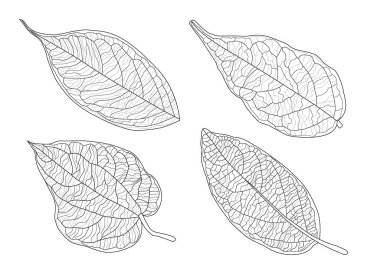 Çizgi tek yaprak ve yaprak deseni siyah beyaz arkaplan illüstrasyon vektörünü renklendirmek için getirir