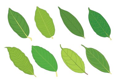 Yeşil, beyaz arkaplan illüstrasyon vektörü üzerinde izole edilmiş taze soyut bırakır