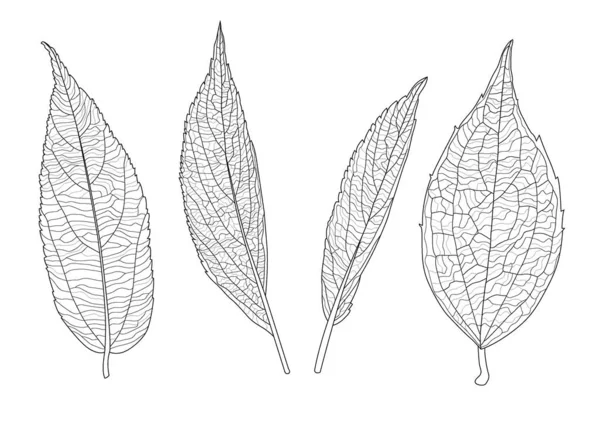 Çizgi Tek Yaprak Yaprak Deseni Siyah Beyaz Arkaplan Illüstrasyon Vektörünü — Stok fotoğraf
