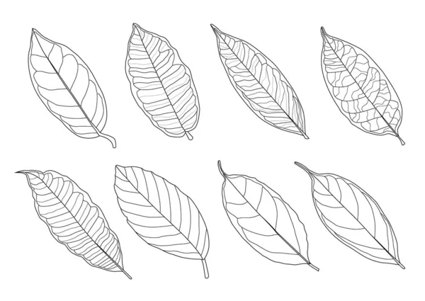 Листья Линии Одного Листа Листа Рисунок Черный Принесите Цвет Украсить — стоковое фото