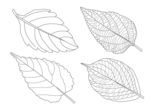 Leaves Line Single Leaf Leaf Pattern Black Bring Color Decorate — Stock Photo, Image