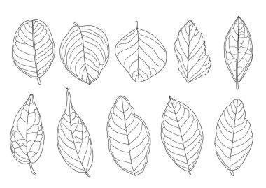 Çizgi tek yaprak ve yaprak deseni siyah beyaz arkaplan illüstrasyon vektörünü renklendirmek için getirir