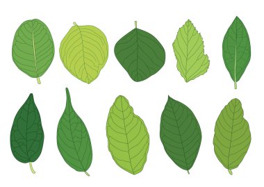 Yeşil, beyaz arkaplan illüstrasyon vektörü üzerinde izole edilmiş taze soyut bırakır