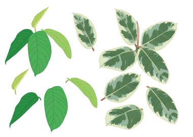 Yeşil, beyaz arkaplan illüstrasyon vektörü üzerinde izole edilmiş taze soyut bırakır