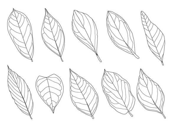 Leaves Line Single Leaf Leaf Pattern Black Bring Color Decorate — Stock Photo, Image