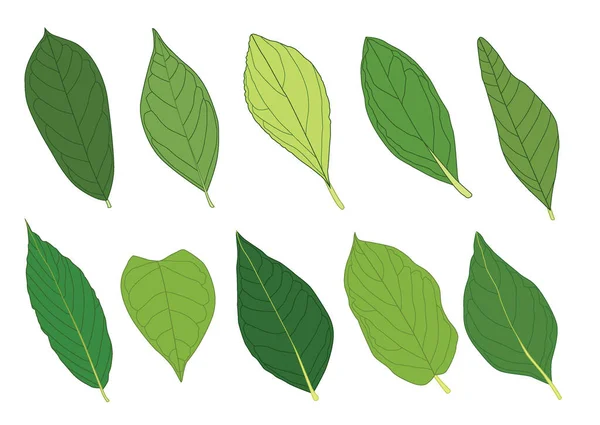 Green Leaves Fresh Abstract Isolated White Background Illustration Vector — Stock Photo, Image
