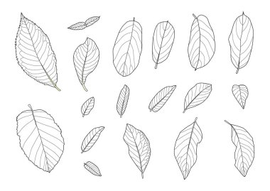 Çizgi tek yaprak ve yaprak deseni siyah beyaz arkaplan illüstrasyon vektörünü renklendirmek için getirir