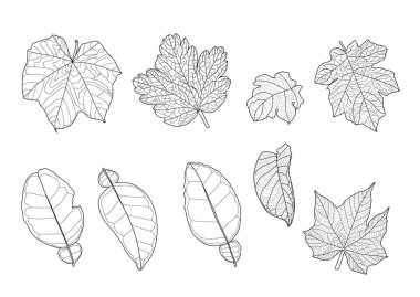 Çizgi tek yaprak ve yaprak deseni siyah beyaz arkaplan illüstrasyon vektörünü renklendirmek için getirir