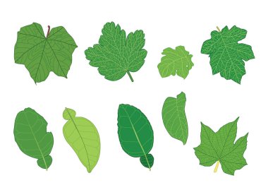 Yeşil, beyaz arkaplan illüstrasyon vektörü üzerinde izole edilmiş taze soyut bırakır