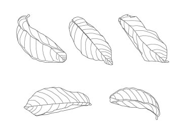 Beyaz arkaplan illüstrasyon vektöründe iskelet yaprakları kuru.