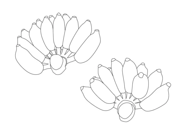 Vonal Banán Gyümölcs Fehér Háttér Illusztráció Vektor — Stock Fotó