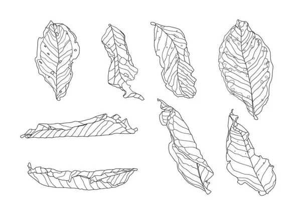 Skeletal Leaves Dry Leaf Lined Design White Background Illustration Vector — Stock Photo, Image