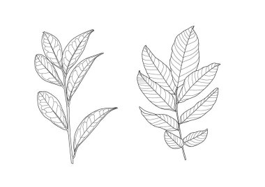 Çizgi tek yaprak ve yaprak deseni siyah beyaz arkaplan illüstrasyon vektörünü renklendirmek için getirir