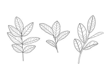 Çizgi tek yaprak ve yaprak deseni siyah beyaz arkaplan illüstrasyon vektörünü renklendirmek için getirir