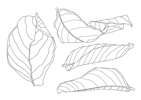 Skeletal Leaves Dry Leaf Lined Design White Background Illustration Vector — Stock Photo, Image