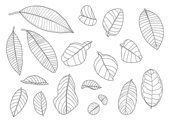 Leaves line single leaf and leaf pattern black Bring to color decorate on white background illustration  vector