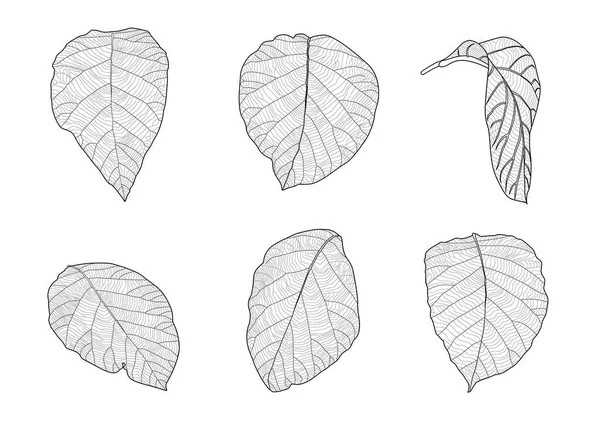 Φύλλα Γραμμή Μονό Φύλλο Και Μαύρο Μοτίβο Φύλλων Φέρτε Χρώμα — Φωτογραφία Αρχείου