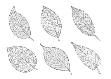 Çizgi tek yaprak ve yaprak deseni siyah beyaz arkaplan illüstrasyon vektörünü renklendirmek için getirir