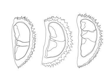 Beyaz arkaplan illüstrasyon vektörü üzerindeki çizgi durian meyvesi 