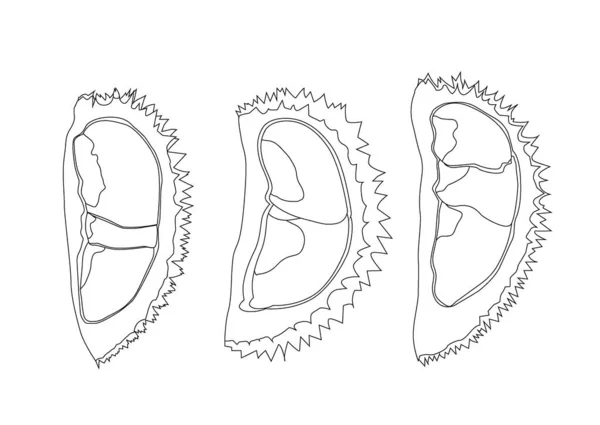 Line Durian Fruit White Background Illustration Vector — Stock Photo, Image