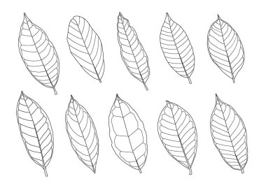 Çizgi tek yaprak ve yaprak deseni siyah beyaz arkaplan illüstrasyon vektörünü renklendirmek için getirir