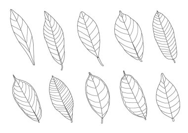 Çizgi tek yaprak ve yaprak deseni siyah beyaz arkaplan illüstrasyon vektörünü renklendirmek için getirir