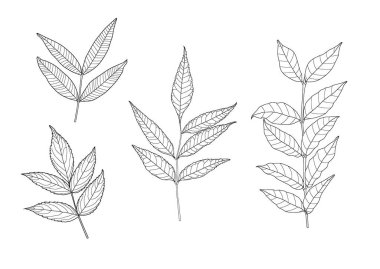 Çizgi tek yaprak ve yaprak deseni siyah beyaz arkaplan illüstrasyon vektörünü renklendirmek için getirir