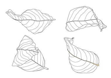 Beyaz arkaplan illüstrasyon vektöründe iskelet yaprakları kuru.