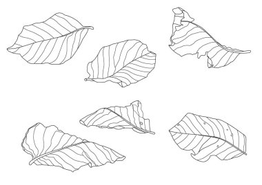 Beyaz arkaplan illüstrasyon vektöründe iskelet yaprakları kuru.