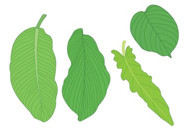 Yeşil, beyaz arkaplan illüstrasyon vektörü üzerinde izole edilmiş taze soyut bırakır